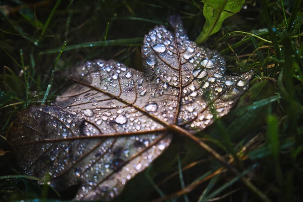 Gros Plan Une Feuille Érable Avec Quelques Gouttes Pluie — Photo