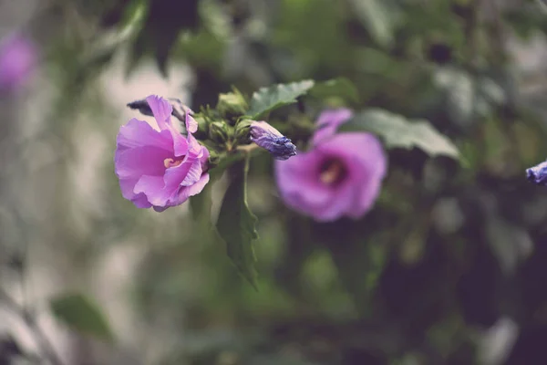 Foyer Peu Profond Fleurs Mauve Rose Avec Jardin Flou Arrière — Photo