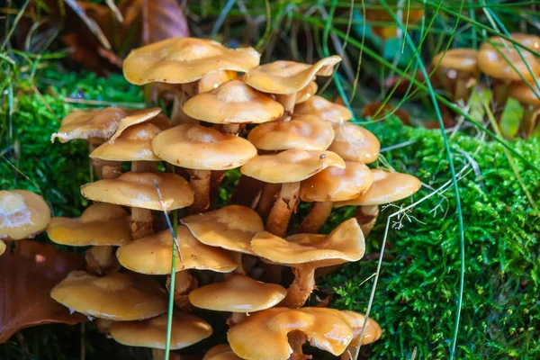 Closeup Tiny Mushrooms Growing Garden Surrounded Lush Green Grass — Foto de Stock