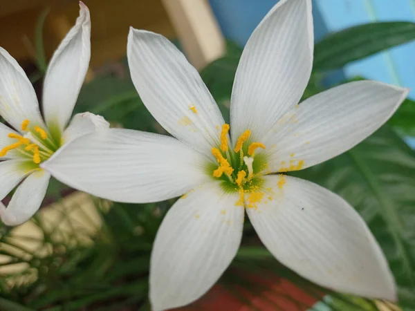 庭に白い花弁を持つ秋のゼフィリン ゼフィランテスカンダ の花のクローズアップショット — ストック写真