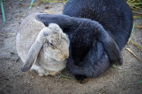 Closeup Shot Two Cute Rabbits — Φωτογραφία Αρχείου