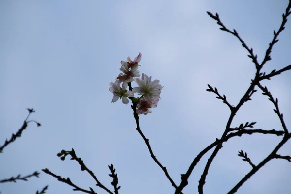 Closeup Almond Blossoms Dry Tree Branch Dayli — Stockfoto