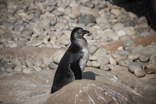 Egy Közeli Kép Egy Galapagos Pingvinről Sziklákon Angliai Colchester Állatkertben — Stock Fotó