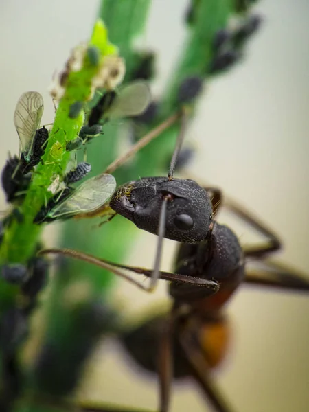 Macro Shot Ant Eating Bugs Sitting Green Stem — Stok Foto