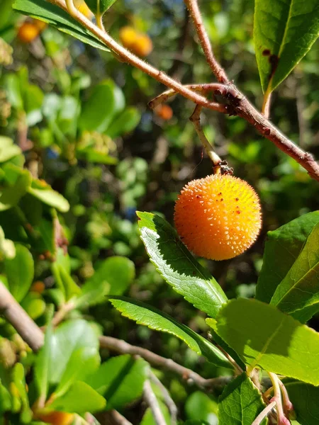 Primo Piano Frutto Unedo Arbutus Sull Albero — Foto Stock