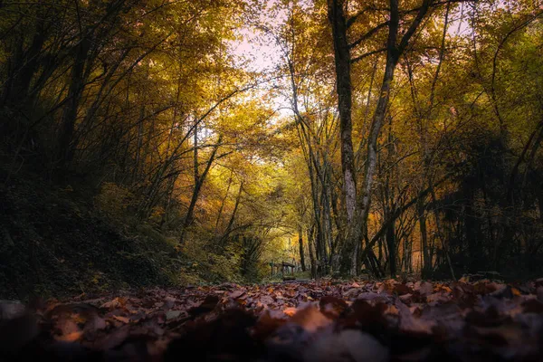 Захватывающий Вид Красивые Деревья Лесу Солнечным Светом Бросают Течение Осени — стоковое фото