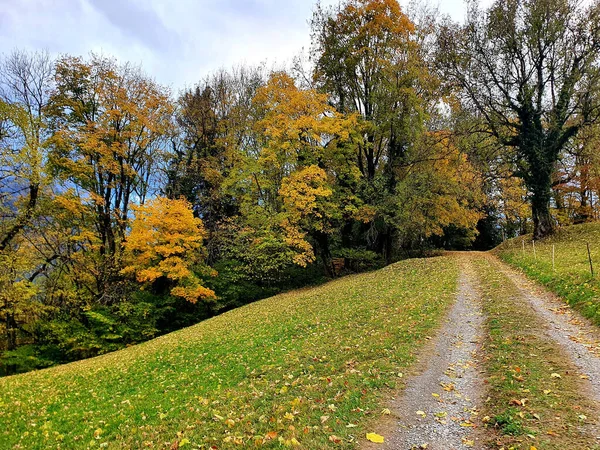 Beautiful Scenery Road Path Park Autumn Trees Blue Sky Sunny — Foto de Stock