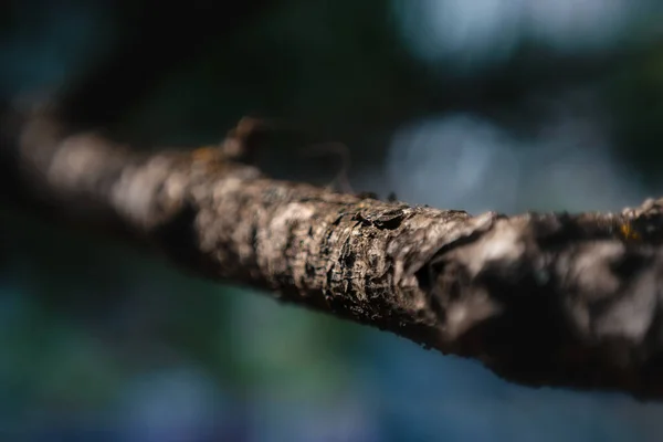 Μια Ρηχή Εστίαση Ενός Κλάδου Κωνοφόρων Δέντρων Μαλακό Θολή Φόντο — Φωτογραφία Αρχείου