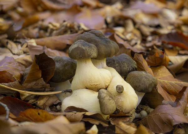 秋の森でキノコのクローズアップショット — ストック写真