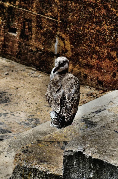 Closeup White Backed Vulture — Stock Photo, Image