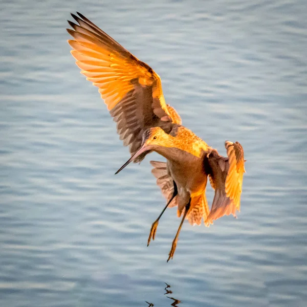 Shorebird Landing Ocean Huntington Beach — Foto de Stock