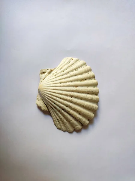 Vertical Close Shot Seashell White Background — Foto Stock