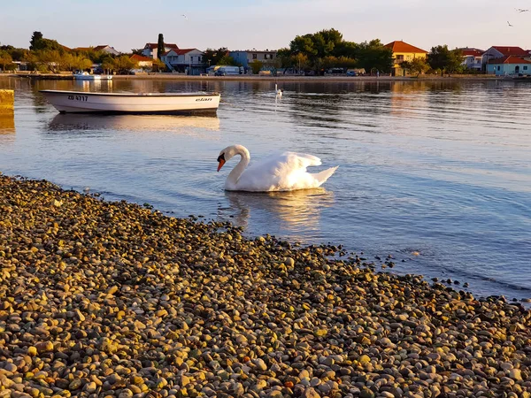 Egy Fehér Hattyú Mellett Napközben — Stock Fotó