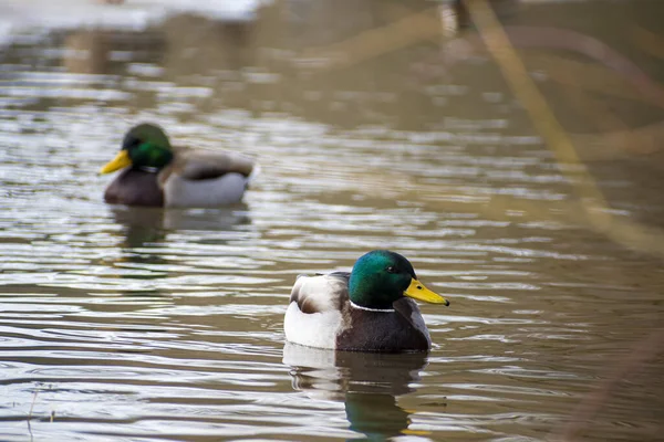 Natural View Wild Mallard Ducks Swimming Cold Ice Lake — Stock Photo, Image