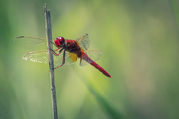 Closeup Vibrant Red Dragonfly Standing Thin Branch Blurry Background — 스톡 사진