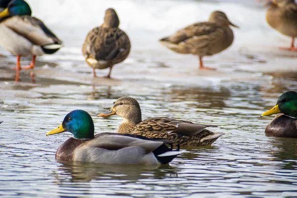 Een Natuurlijk Uitzicht Wilde Wilde Eenden Zwemmen Een Koud Ijsmeer — Stockfoto