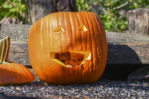 Chipmunk Eating Carved Pumpkin — Stok fotoğraf