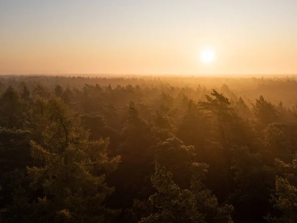 Beautiful Shot Dense Pine Forest Background Shining Sun — Stockfoto