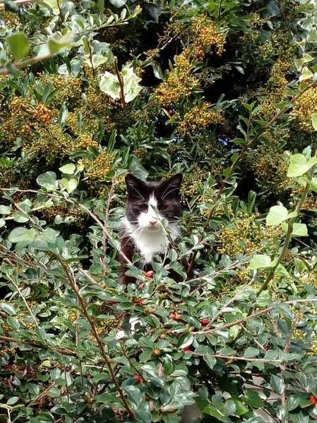 Gato Blanco Negro Escondido Arbusto —  Fotos de Stock