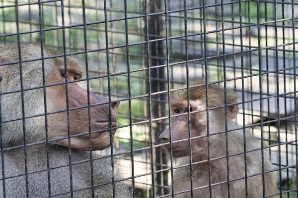 Closeup Shot Two Baboon Monkeys Cage — ストック写真