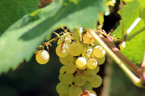 Ein Flacher Schwerpunkt Der Weinrebe Mit Trauben Einem Sonnigen Tag — Stockfoto