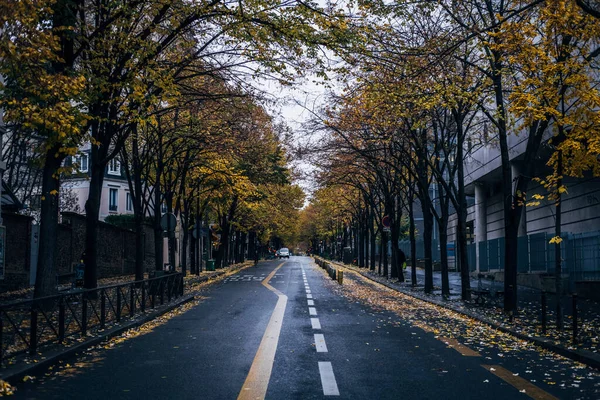 Een Lege Straat Omzoomd Met Gele Bomen Een Regenachtige Herfst — Stockfoto