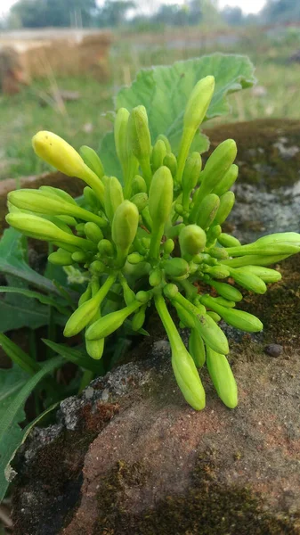 Vertical Shot Vibrant Green Pigmyweed Plant Aka Crassula Growing Garden — 스톡 사진