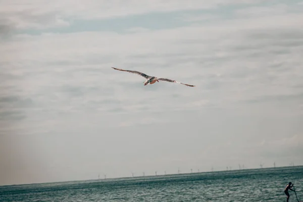 一只海鸟在海滩水面上飞翔 — 图库照片