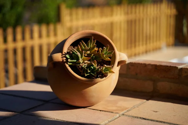 Beautiful Shot Clay Pot Used Vase Cactus — ストック写真