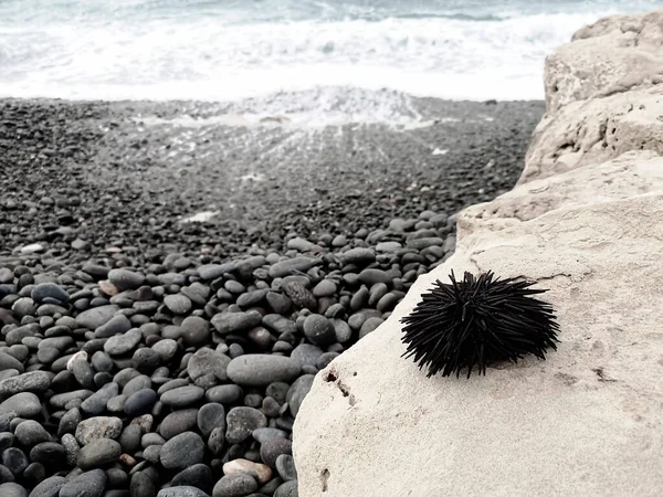 Closeup Shot Sea Urchin Rock Waves Background — стоковое фото