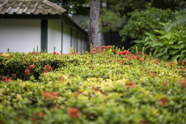 Scenic View Red Flowers Park Blurred Background — Foto de Stock