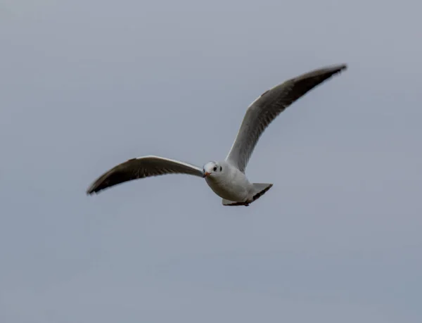 Uma Gaivota Voando Céu Nublado — Fotografia de Stock