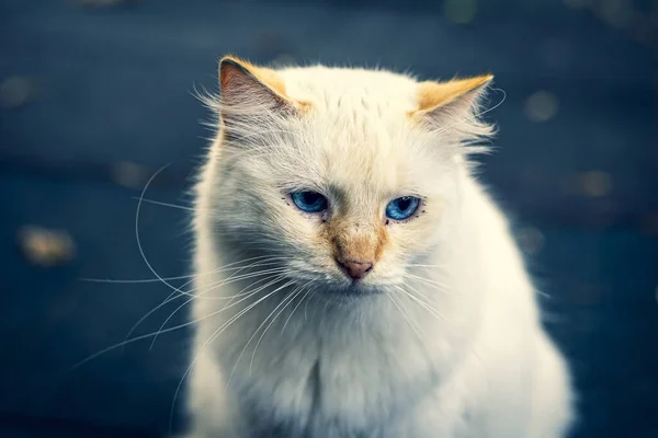 Крупним Планом Красивий Білий Кіт Блакитними Очима Стоїть Перед Розмитим — стокове фото