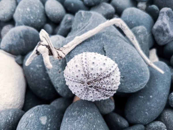 Tiro Perto Uma Concha Ouriço Mar Morto Uma Pedra — Fotografia de Stock