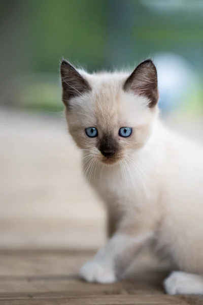 Selective Focus Shot Adorable Siame — Stock Photo, Image