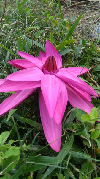 Vertical Shot Beautiful Pink Lily Flower Growing Lush Garden — ストック写真