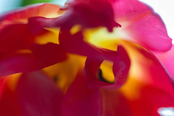 Closeup Shot Pink Tulip Flowering Plant Growing Garden — Φωτογραφία Αρχείου