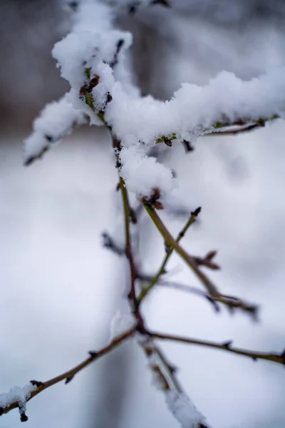 Primer Plano Una Rama Árbol Cubierta Nieve — Foto de Stock