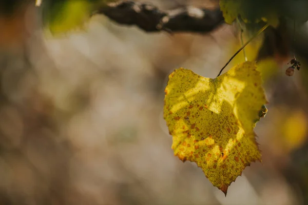 Closeup Shot Yellow Fall Leaf Blurred Background — Zdjęcie stockowe