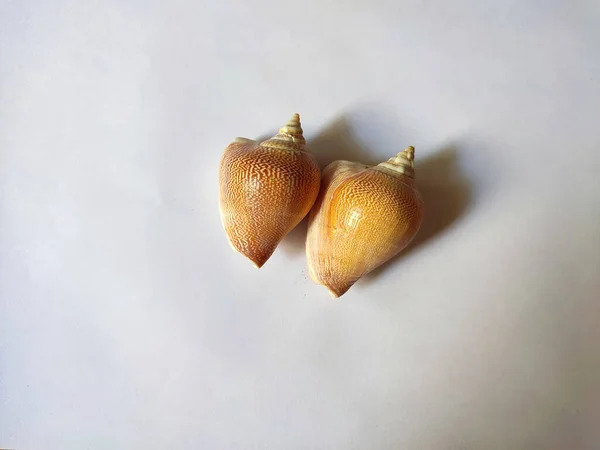 Close Shot Seashells White Background — Foto Stock