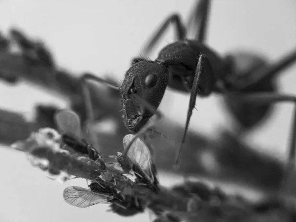 Macro Shot Ant Eating Bugs Sitting Stem — Stockfoto