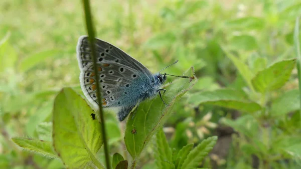 Ένα Κοντινό Πλάνο Μιας Ασημένιας Μπλε Πεταλούδας Ένα Πράσινο Φύλλο — Φωτογραφία Αρχείου