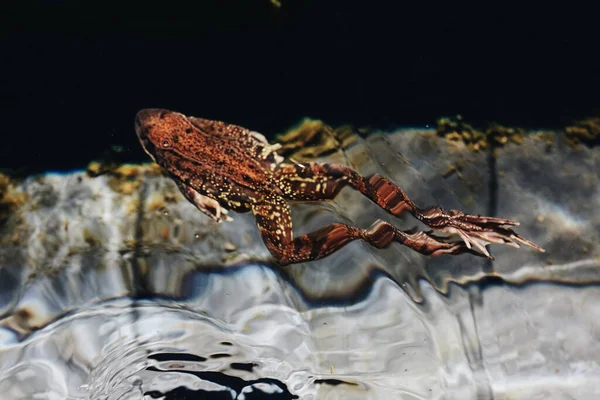 Red Pond Frog Rana Underwater — Stockfoto