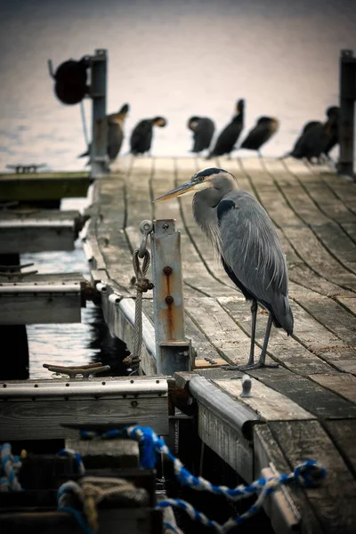 Beautiful Shot Grey Heron Gloomy Day Standing Alone — Stock Photo, Image