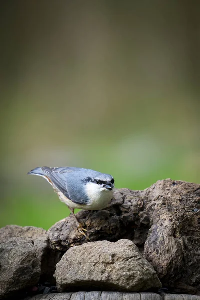 Plan Vertical Sitta Europaea Sitta Europaea Sur Morceau Pierre Avec — Photo