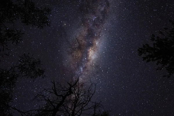 Vía Láctea Cielo Vista Través Los Árboles — Foto de Stock