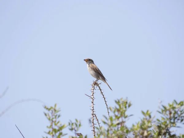 Voksen Kvinne Red Backed Shrike Lanius Collurio Sitter Grønn Plante – stockfoto