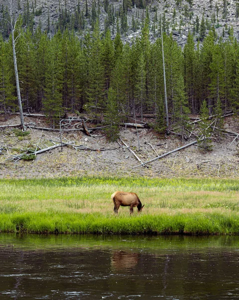 Beautiful Vertical View Animal Eating Grass Middle Meadow — Photo