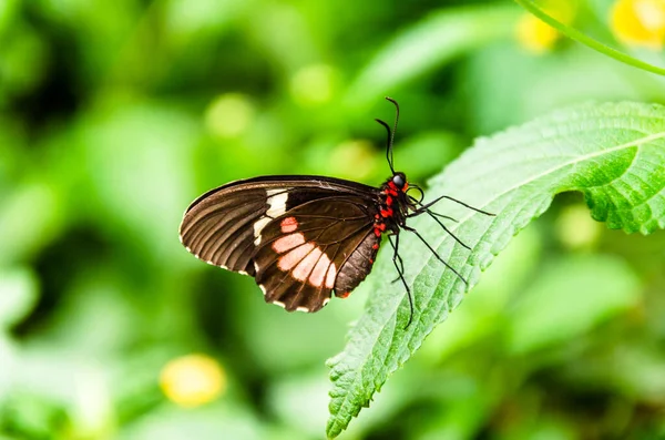 Крупный План Бабочки Parides Iphidamas Бабочки Красной Заплатой Сердце — стоковое фото