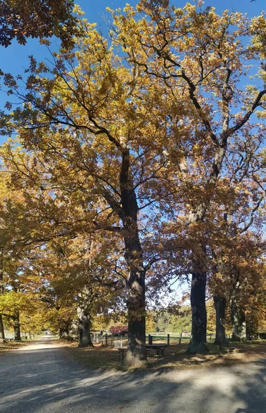 青空の下で公園内の大きな木の美しい景色 — ストック写真